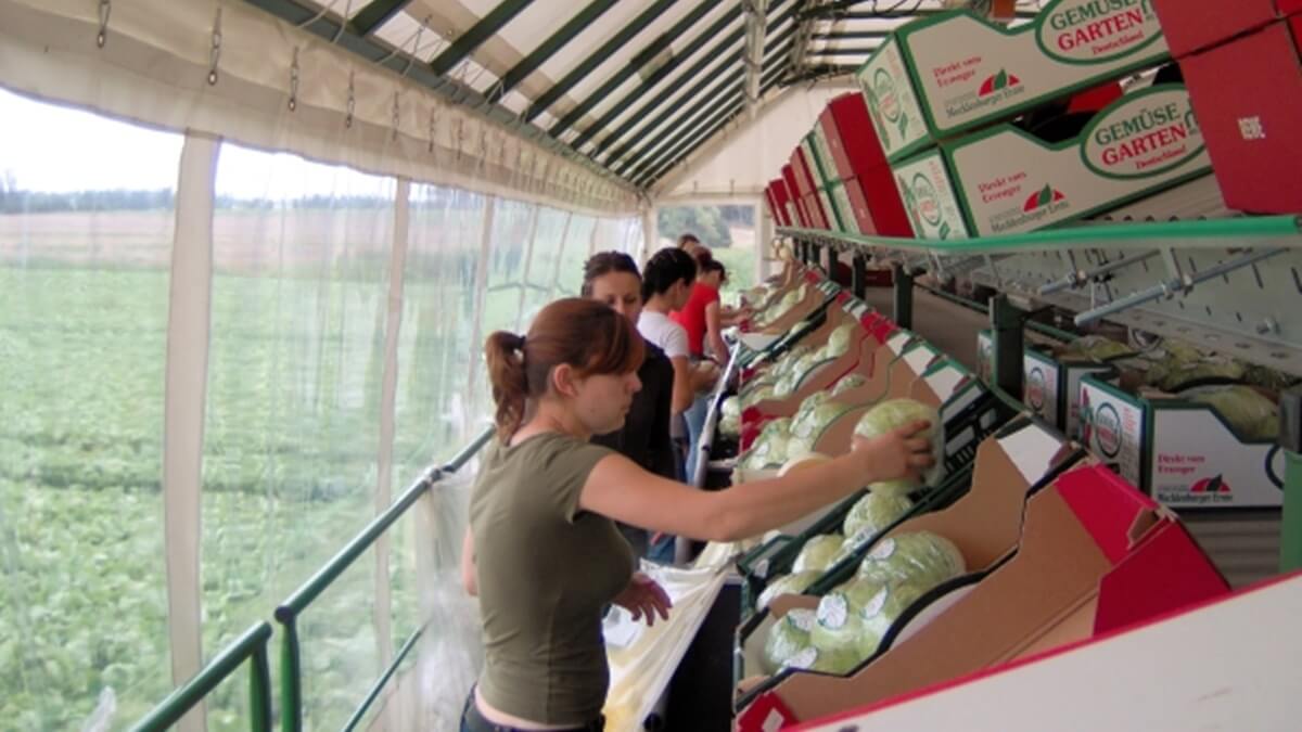 BrimaPack Discovery apuesta por cosecha y embalaje integrados en campo para elevar rendimiento en sistemas gantry (1).jpg